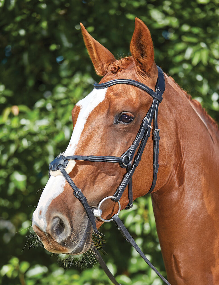 Collegiate Comfitec Grackle Bridle, Black or Brown, 3 Sizes.