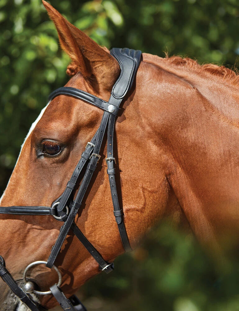 Collegiate Comfitec Grackle Bridle, Black or Brown, 3 Sizes.