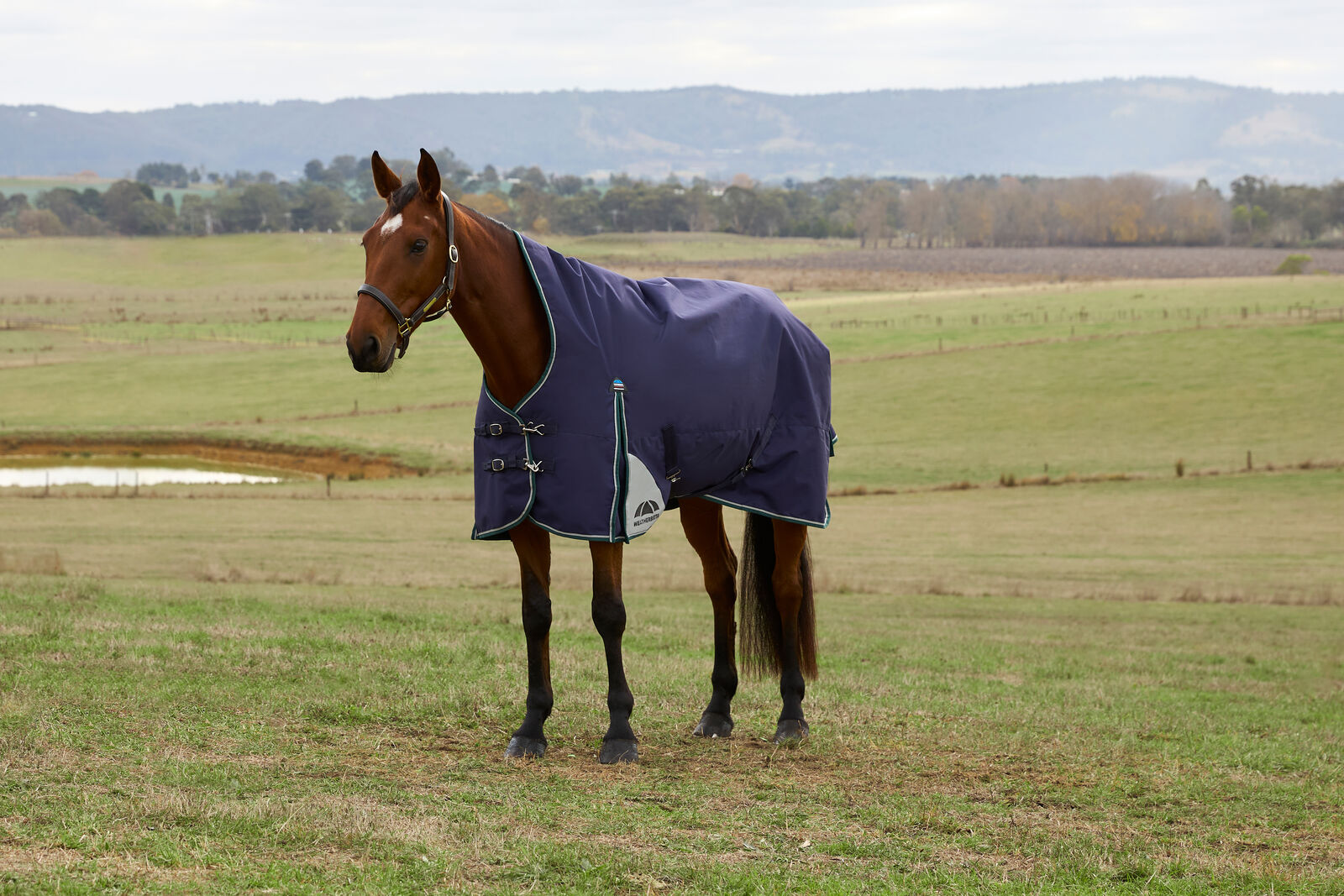 WEATHERBEETA COMFITEC PLUS DYNAMIC 220G HORSE TURNOUT RUG, HIGH NECK, 1200D