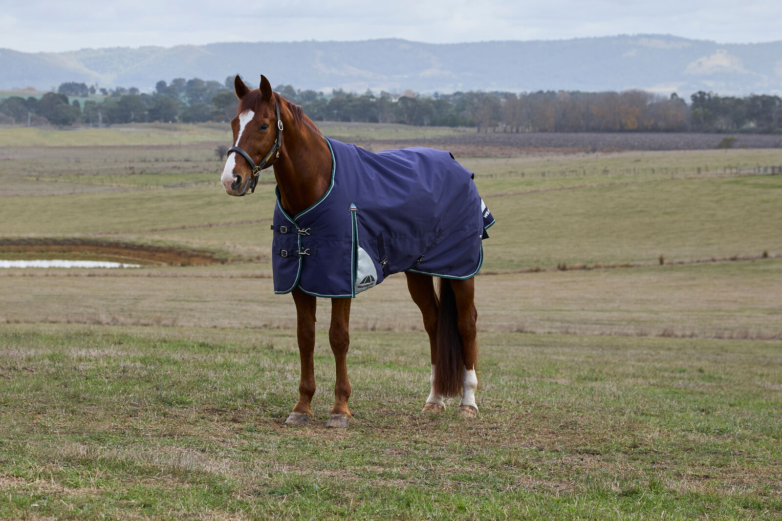 WEATHERBEETA COMFITEC PLUS DYNAMIC 100g HORSE TURNOUT RUG, STANDARD NECK
