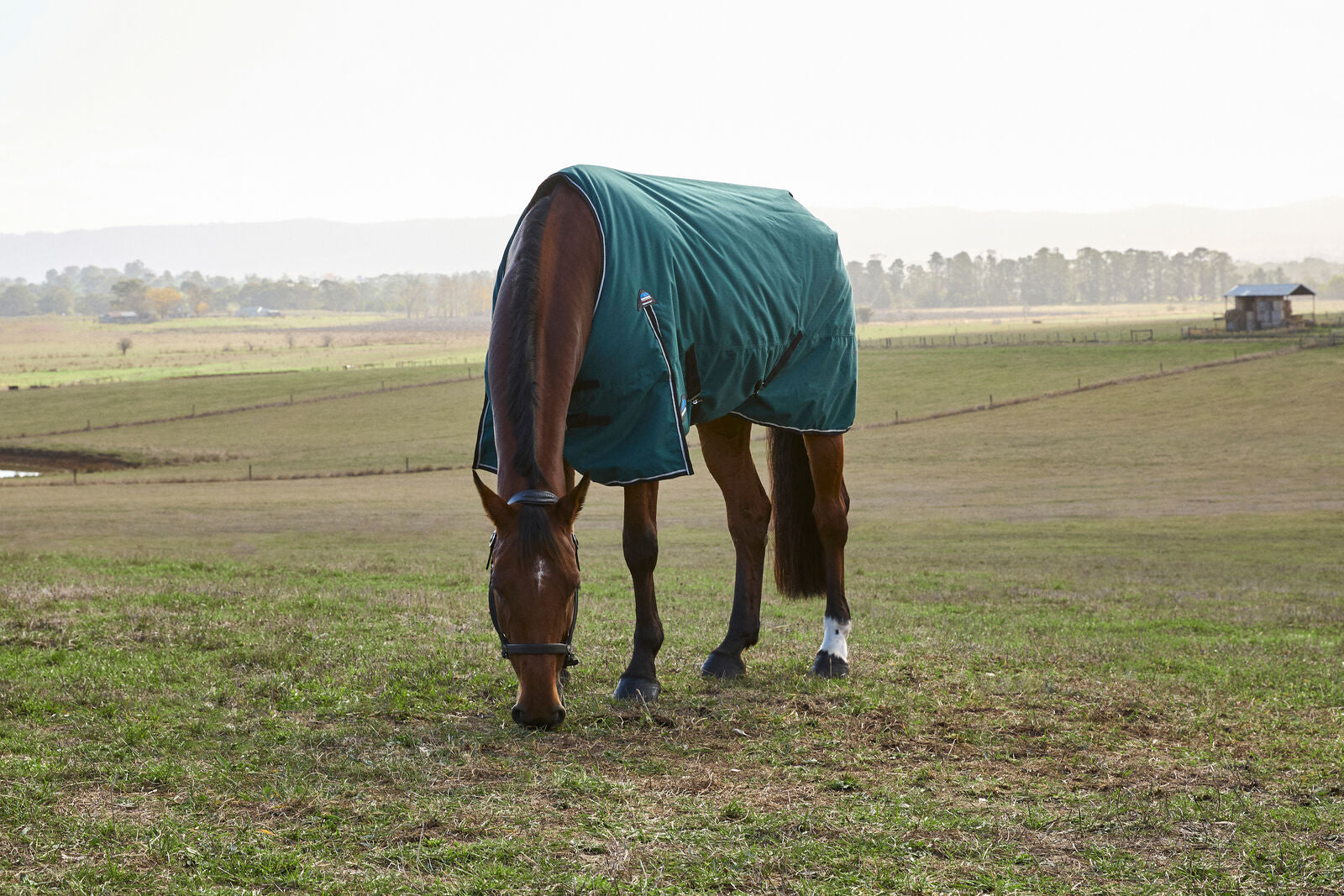 WEATHERBEETA COMFITEC CLASSIC 220G HORSE TURNOUT RUG, STANDARD NECK.