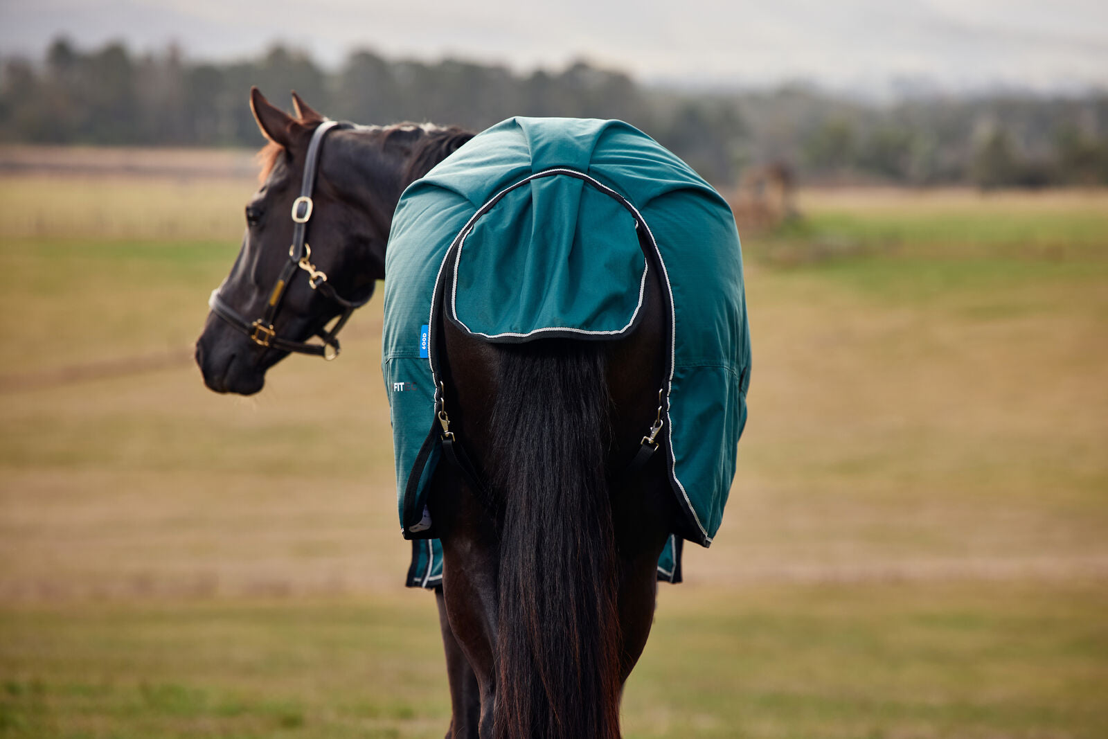 WEATHERBEETA COMFITEC CLASSIC 50G HORSE TURNOUT RUG, STANDARD NECK.