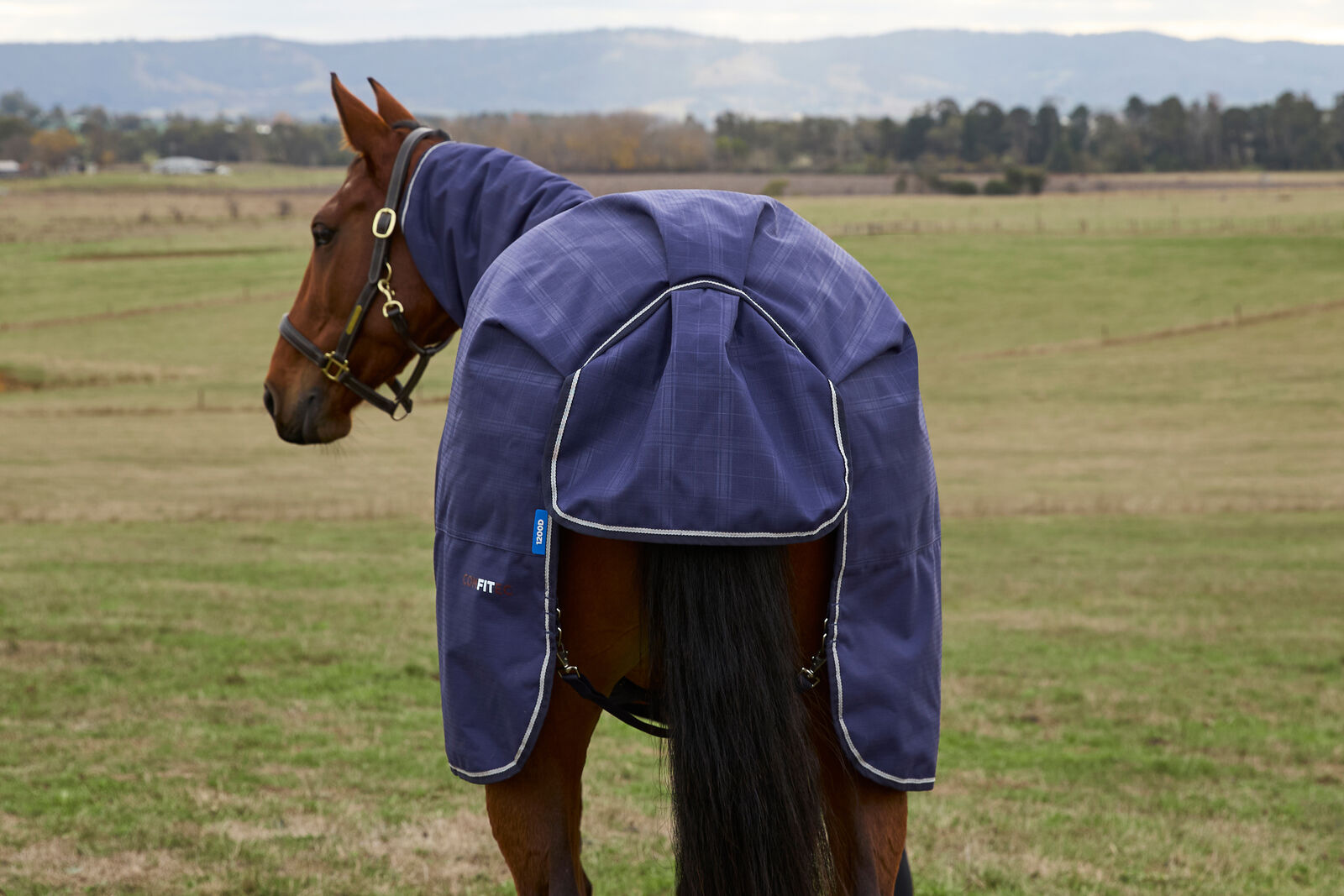 WEATHERBEETA COMFITEC PRELIM 220G HORSE TURNOUT RUG, FULL NECK COMBO
