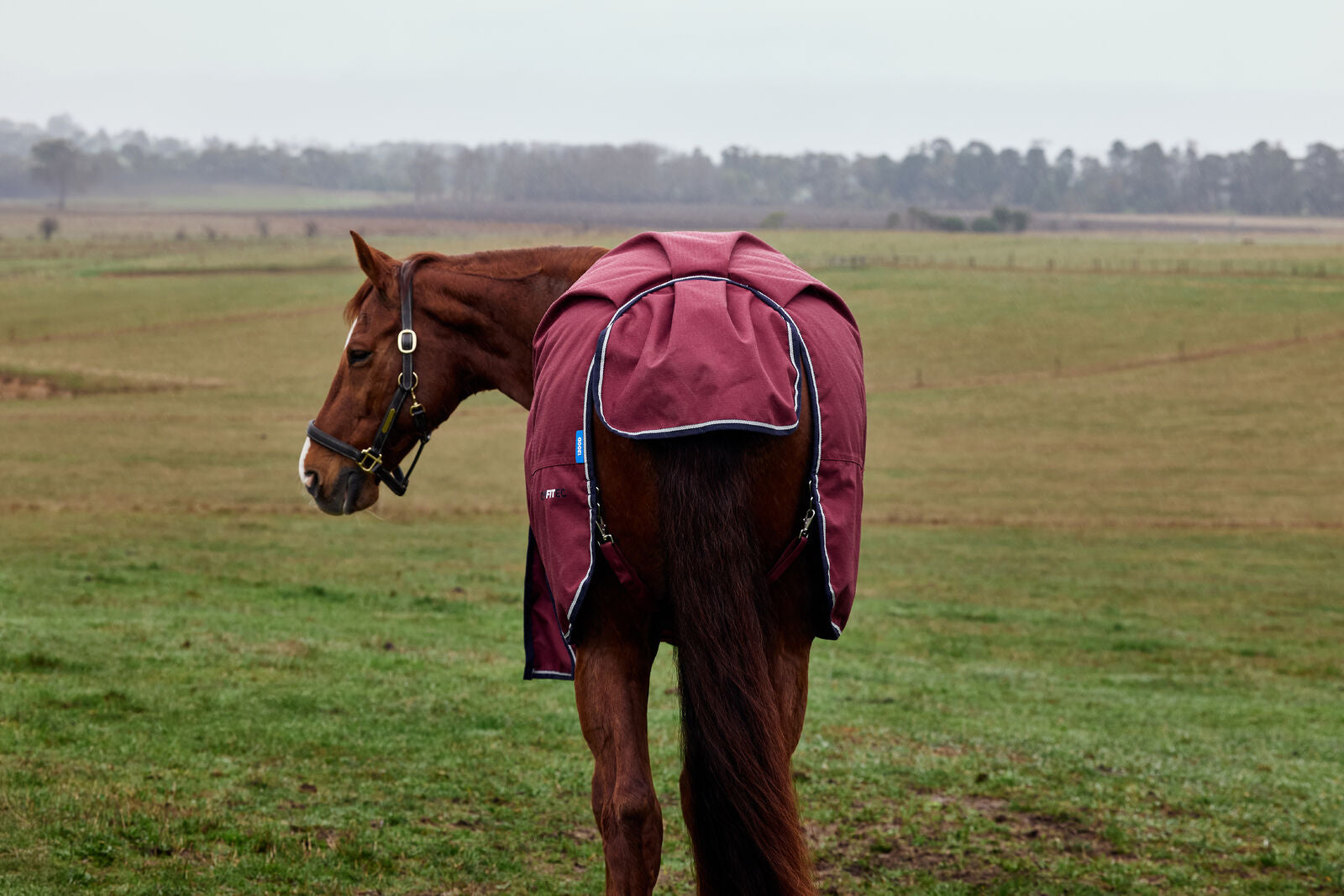 WEATHERBEETA COMFITEC PRELIM 0G HORSE TURNOUT RUG, 1200D, STANDARD NECK, LIGHT