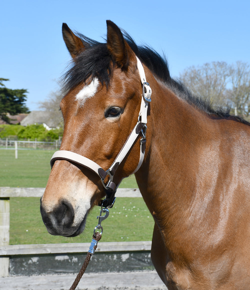 Heritage Saddlery Padded Leather Lined Headcollar,  Pony Cob Full XF, 2 Colours