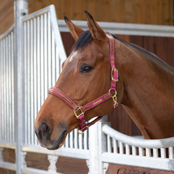 Shires Velociti Lusso Padded Leather Headcollar,  5 Colours, 3 Sizes