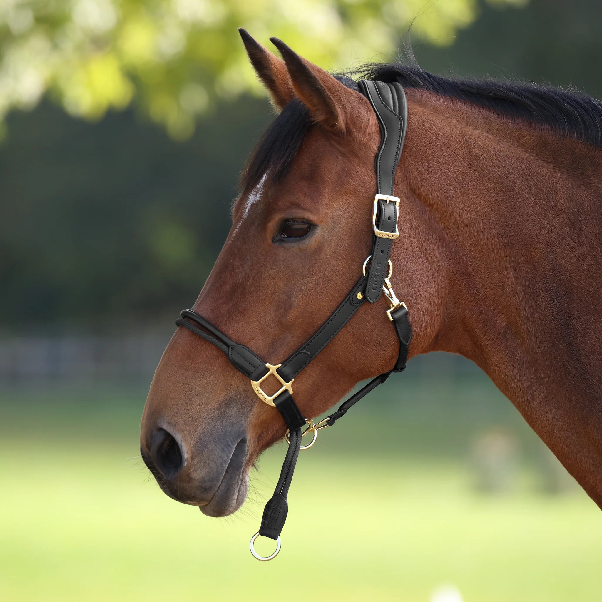 Leather Headcollar, Shires Velociti Lusso Soria Control Leather Headcollar,  Black or Havana 4 Sizes
