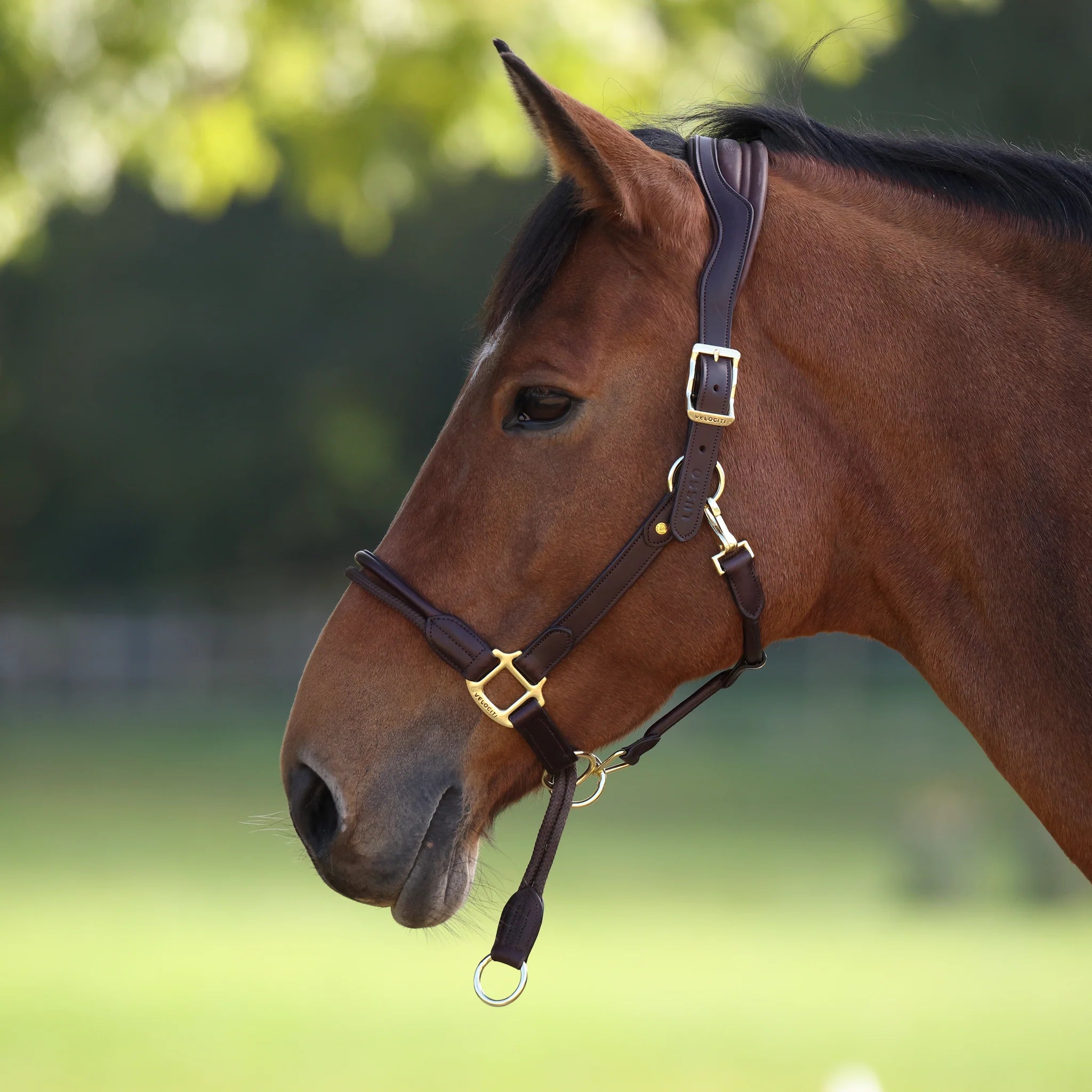 Leather Headcollar, Shires Velociti Lusso Soria Control Leather Headcollar,  Black or Havana 4 Sizes