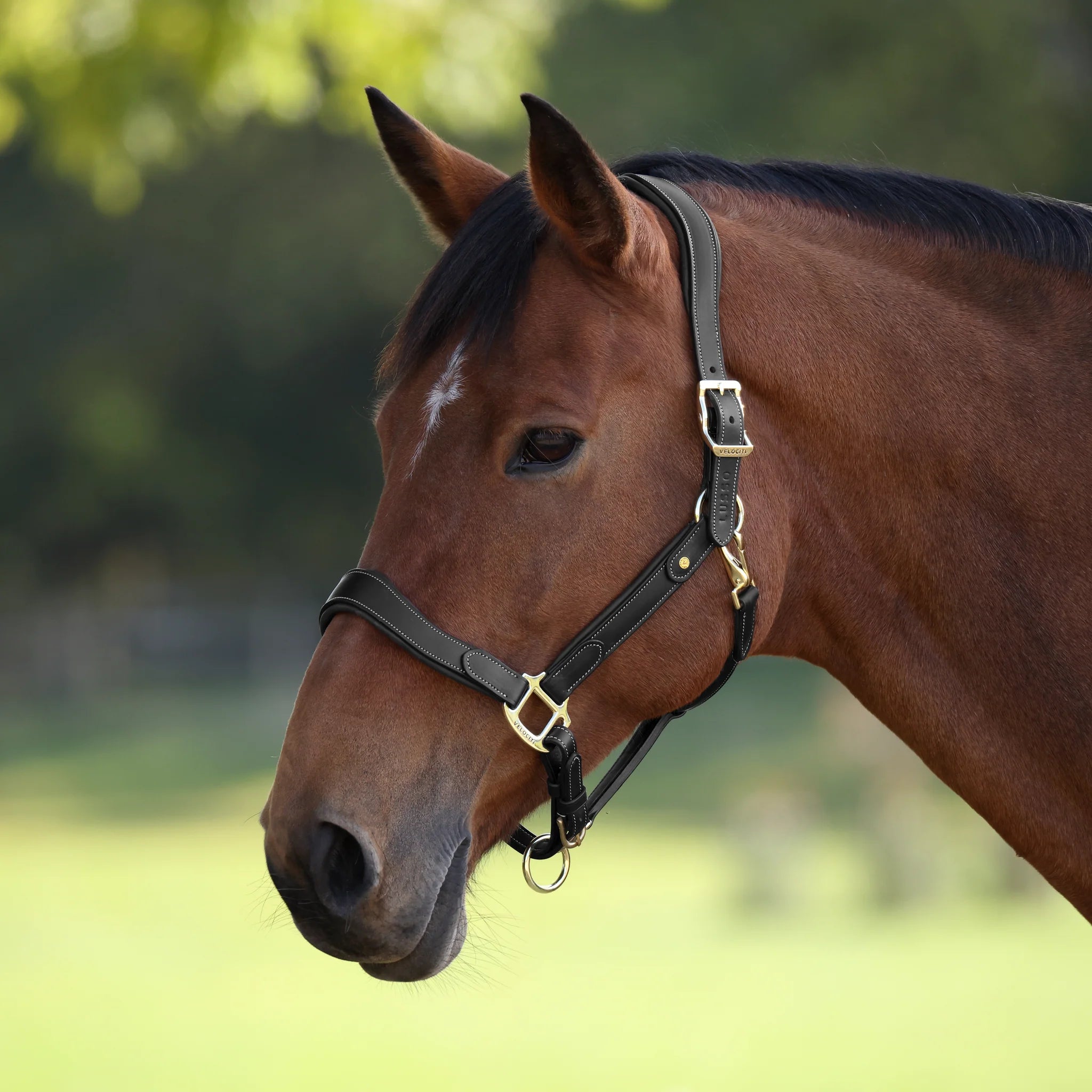 Leather Headcollar, Shires Velociti Lusso Lorca Leather Headcollar,  Black or Havana, 4 Sizes