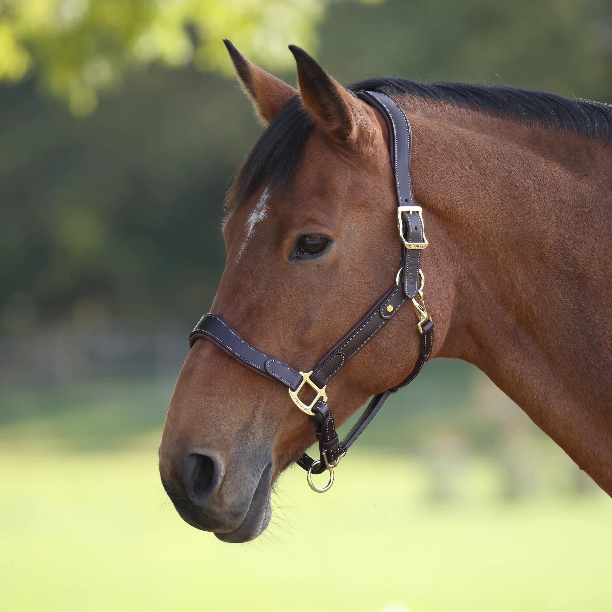 Leather Headcollar, Shires Velociti Lusso Lorca Leather Headcollar,  Black or Havana, 4 Sizes