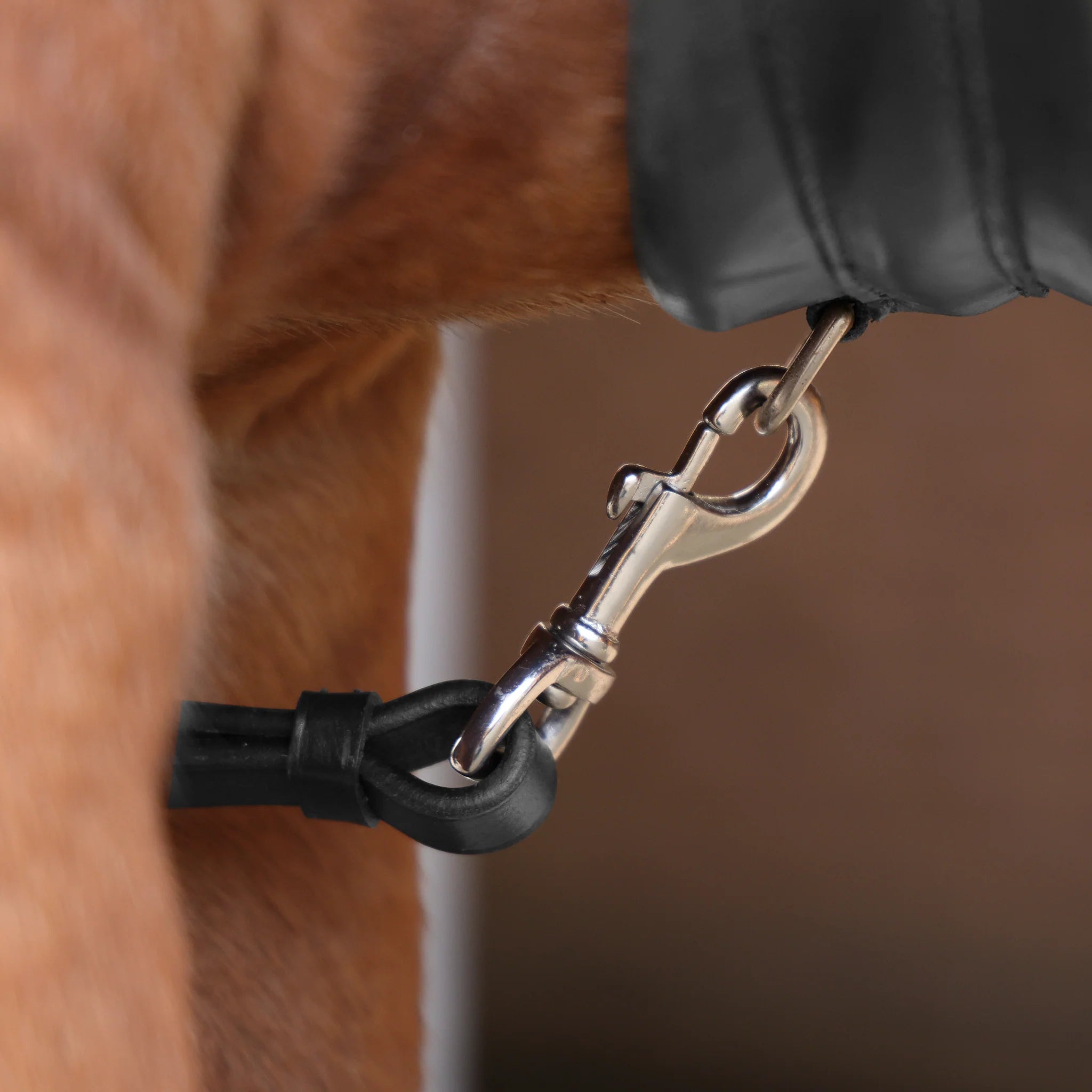 Shires Velociti Rapida Elastic Breastplate, Black, Havana, 4 Sizes,