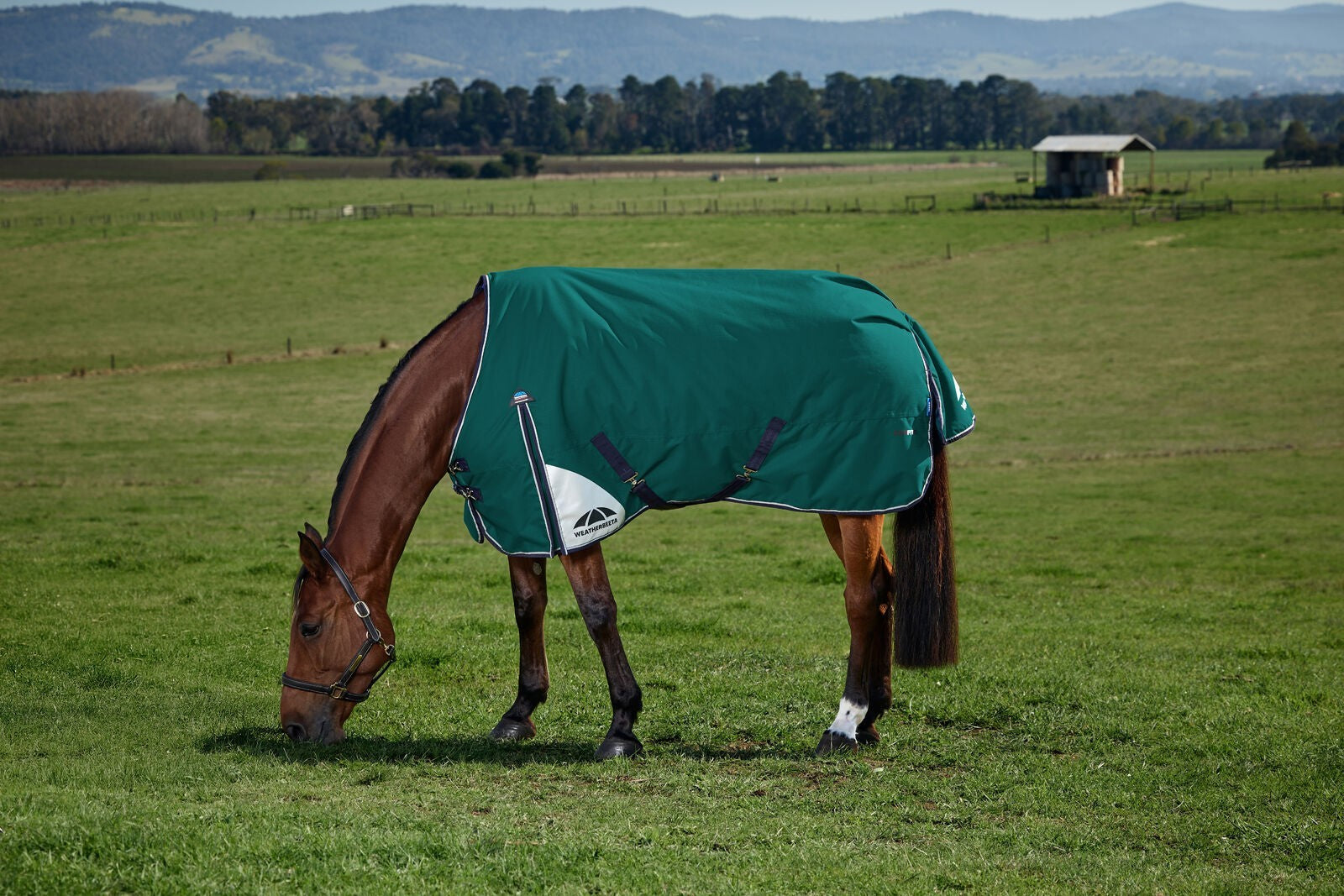 Picture of WEATHERBEETA COMFITEC PLUS DYNAMIC 0g HORSE TURNOUT RUG, STANDARD NECK, LIGHT