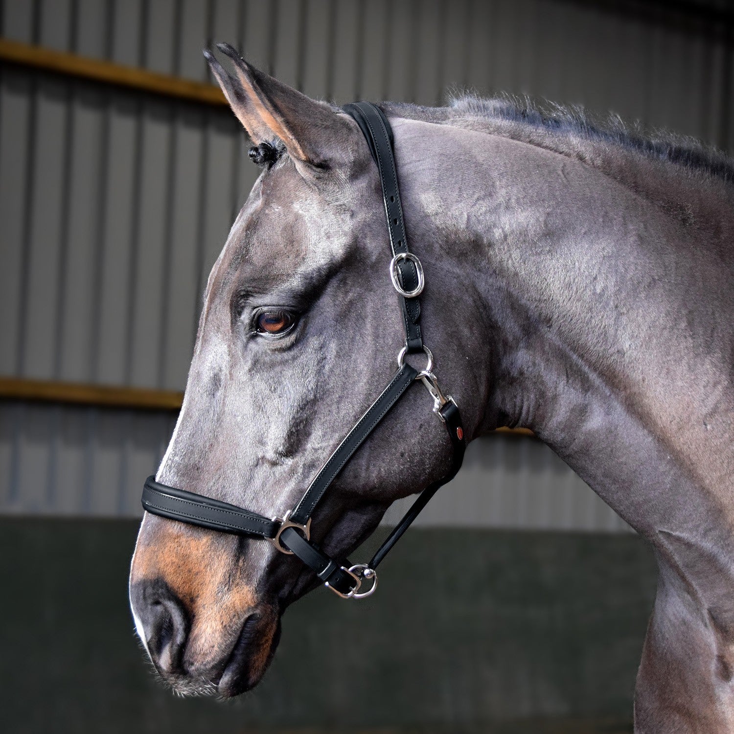 Picture of Whitaker Ready To Ride Leather Headcollar, 2 Colours, 4 Sizes