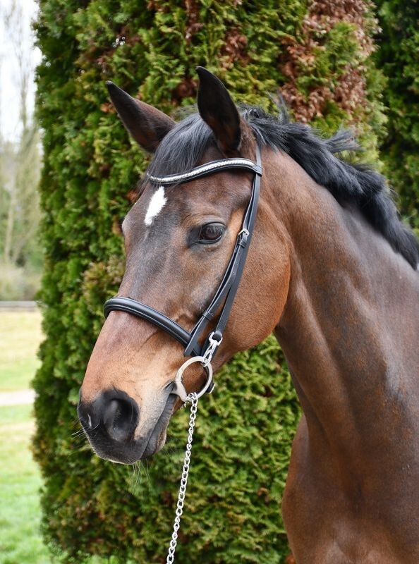Picture of Rhinegold Veneto Leather Show Bridle With Clincher Browband,  2 Colours, 3 Sizes