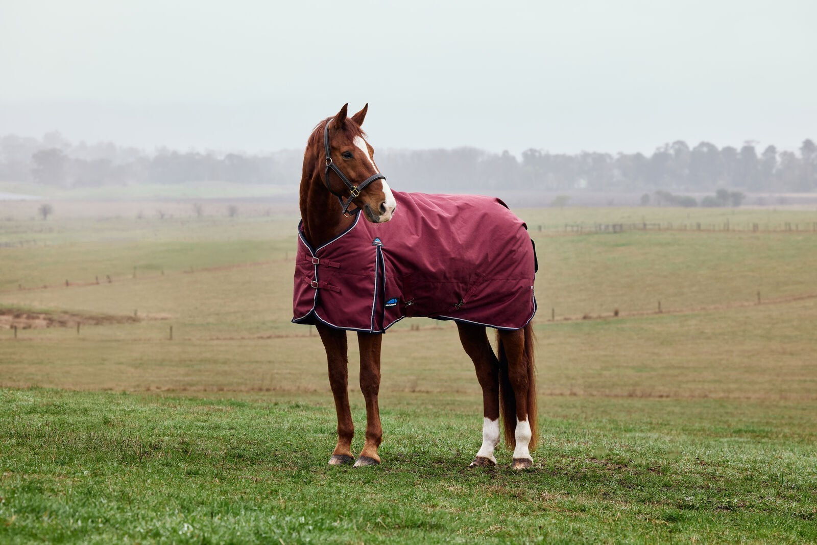 Picture of WEATHERBEETA COMFITEC PRELIM 0G HORSE TURNOUT RUG, 1200D, STANDARD NECK, LIGHT