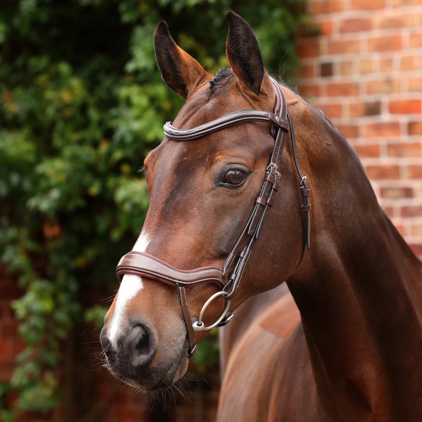 Picture of Shires Velociti LUSSO Opus 180M Ergonomic Flash Bridle, Black / Havana, 4 Sizes