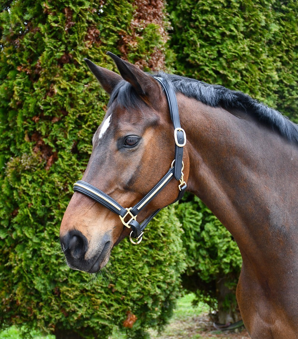 Picture of Rhinegold Bellagio Leather Headcollar With Brass Clincher Detailing, 2 Colours