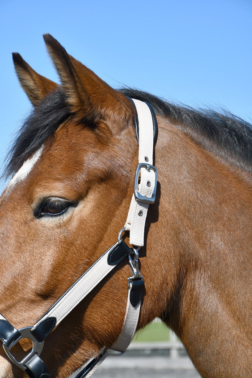 Picture of Heritage Saddlery Padded Leather Lined Headcollar,  Pony Cob Full XF, 2 Colours