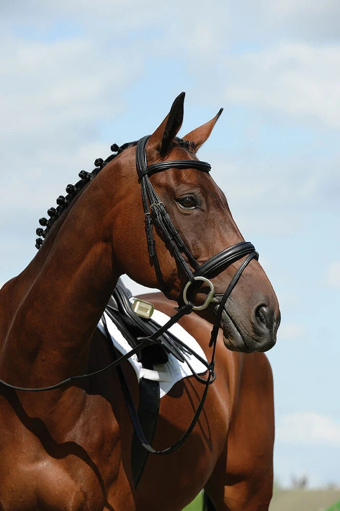 Picture of Collegiate Syntovia+ Padded Raised Flash Bridle, Black or Brown, 4 Sizes.