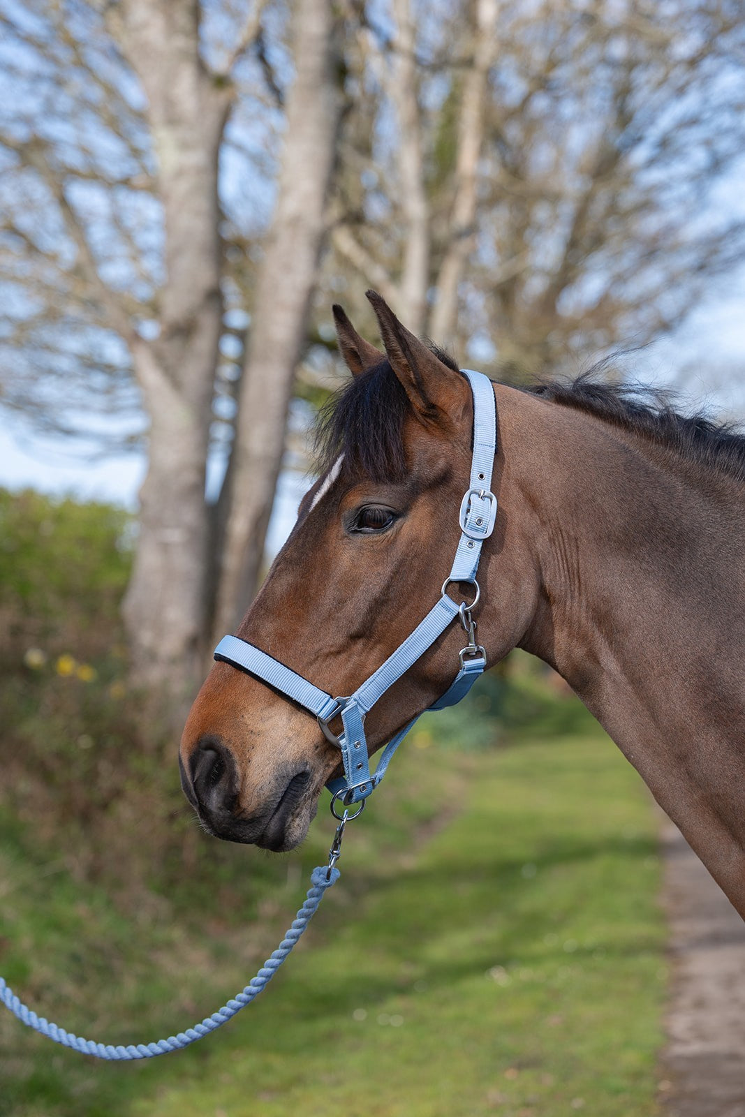 Picture of Rhinegold Sorbet Padded Headcollar And Luxe Leadrope Set, 3 Colours