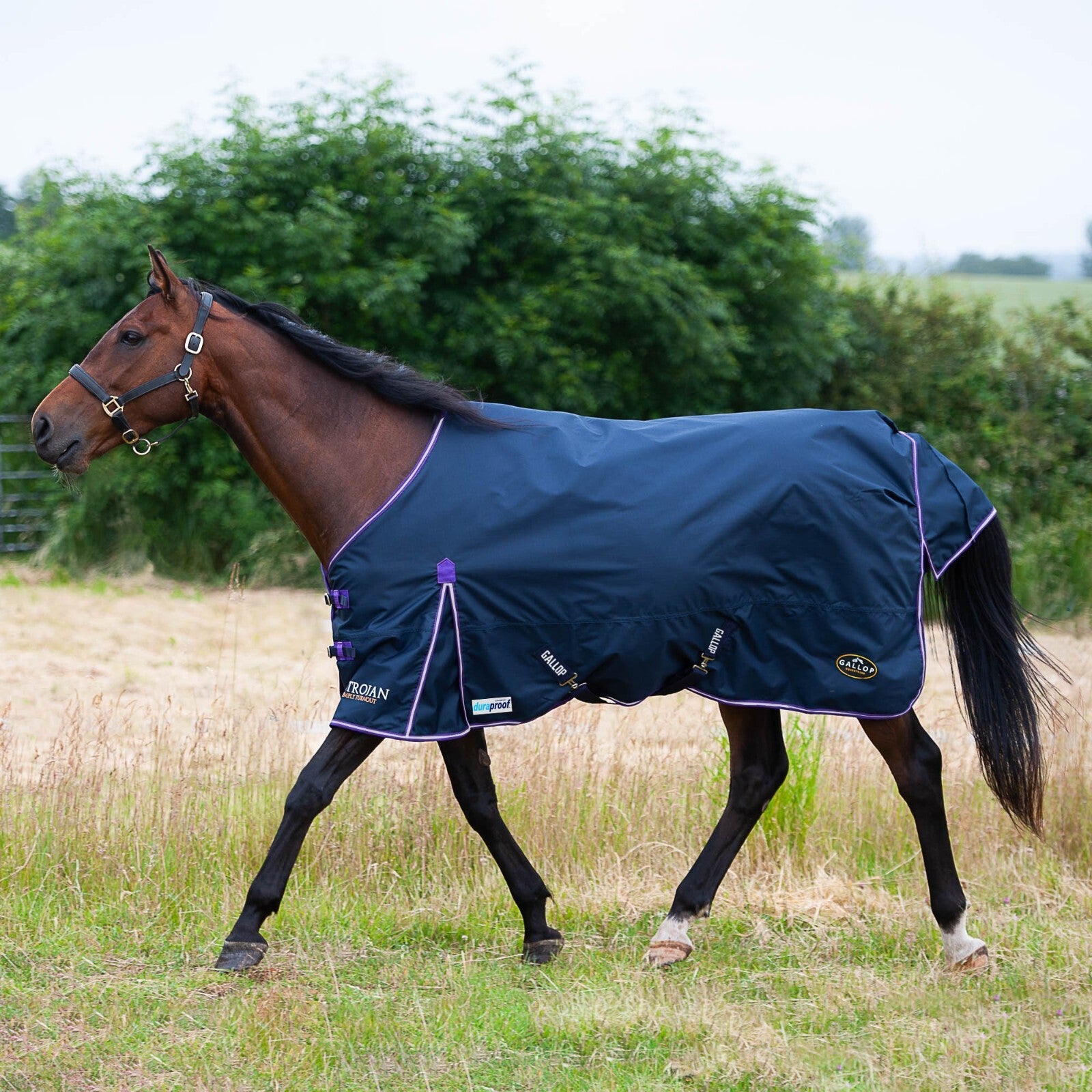 Picture of Gallop Trojan Duraproof 0g Horse Turnout Rug, Std Neck Lightweight Rug