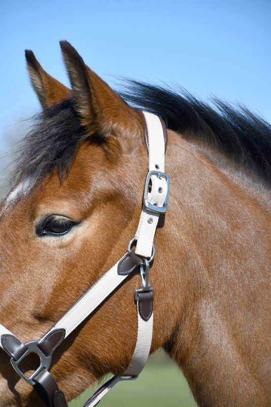 Picture of Heritage Saddlery Padded Leather Lined Headcollar,  Pony Cob Full XF, 2 Colours