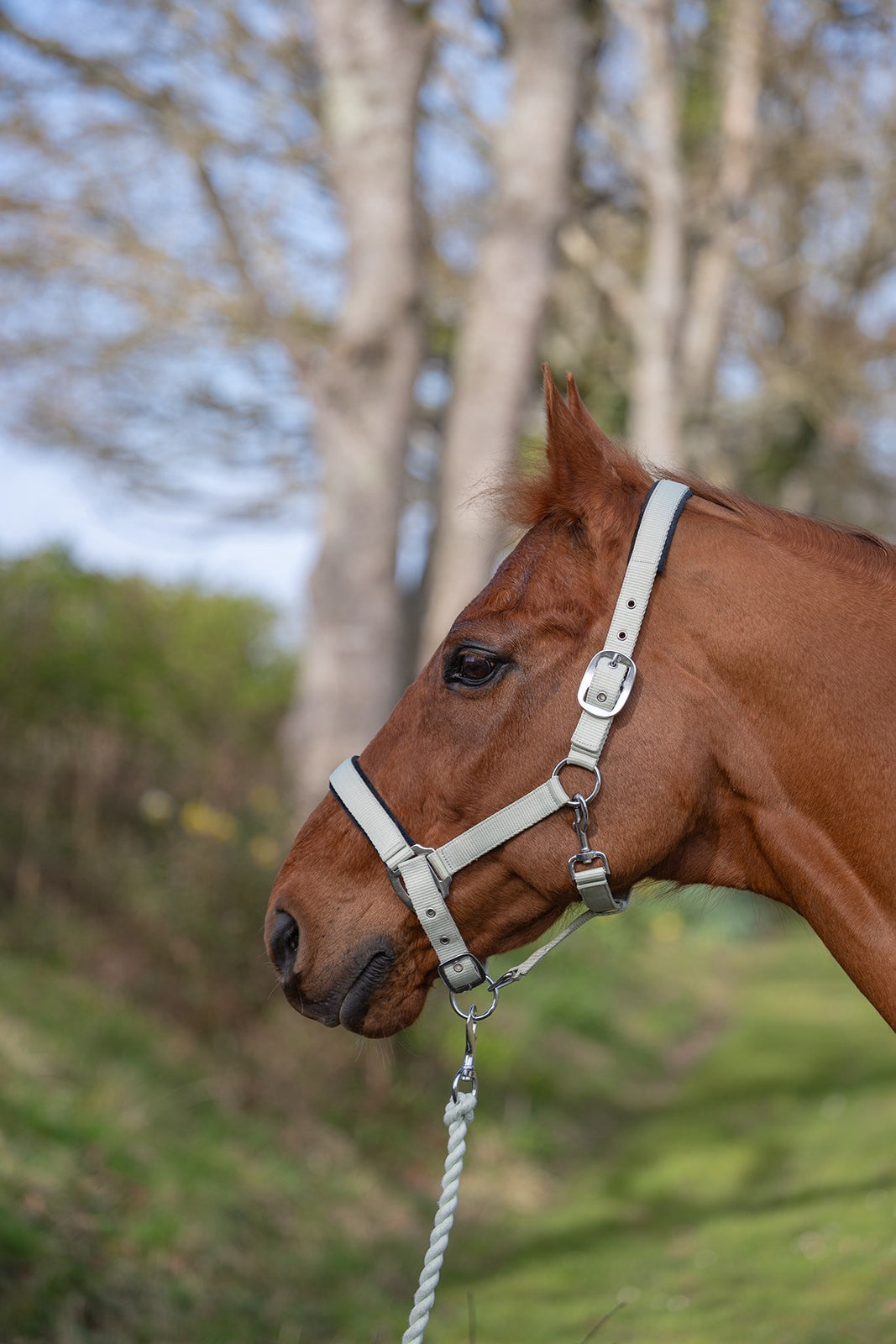 Picture of Rhinegold Sorbet Padded Headcollar And Luxe Leadrope Set, 3 Colours