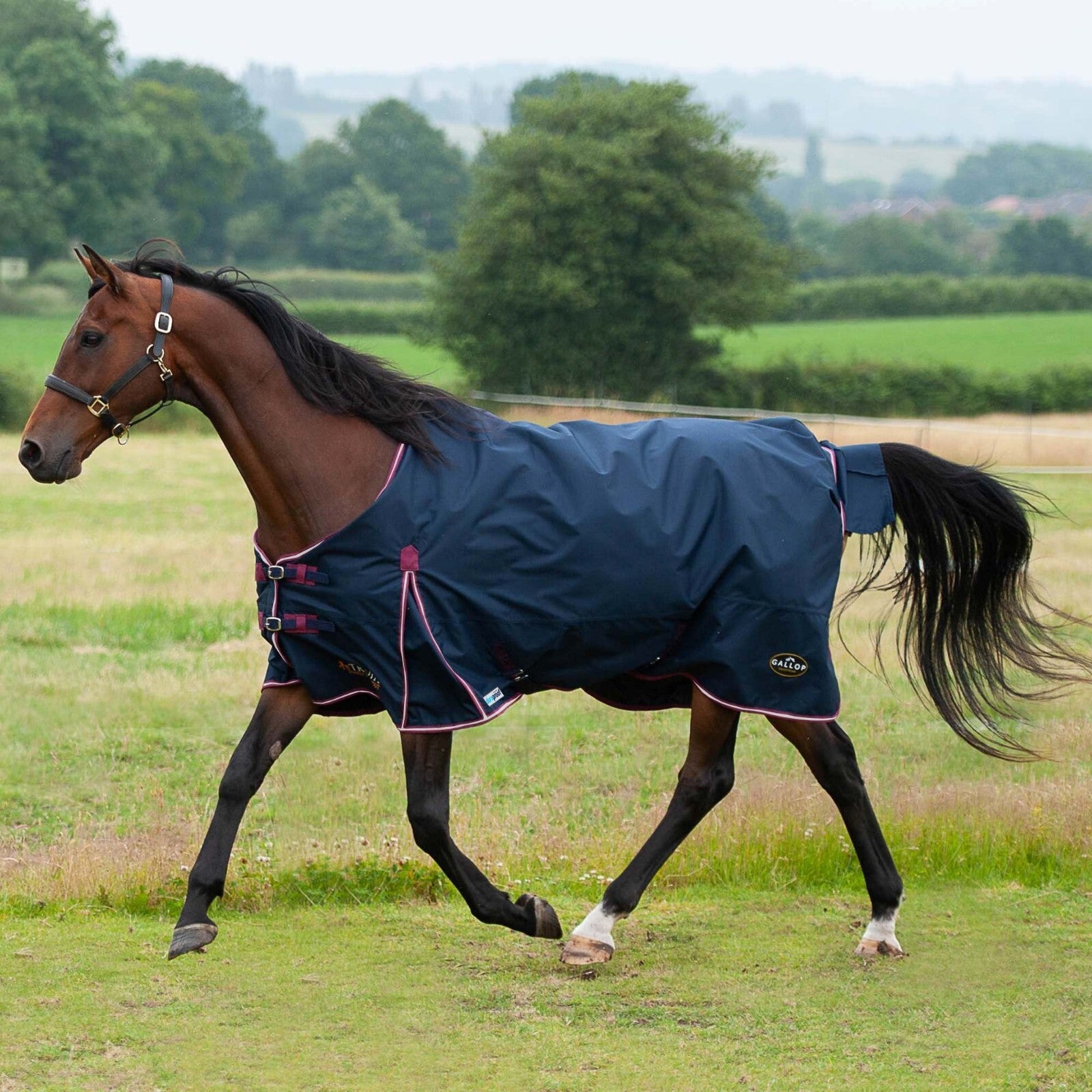 Picture of Gallop Trojan Duraproof 50g Horse Turnout Rug, Std Neck Lightweight Rug