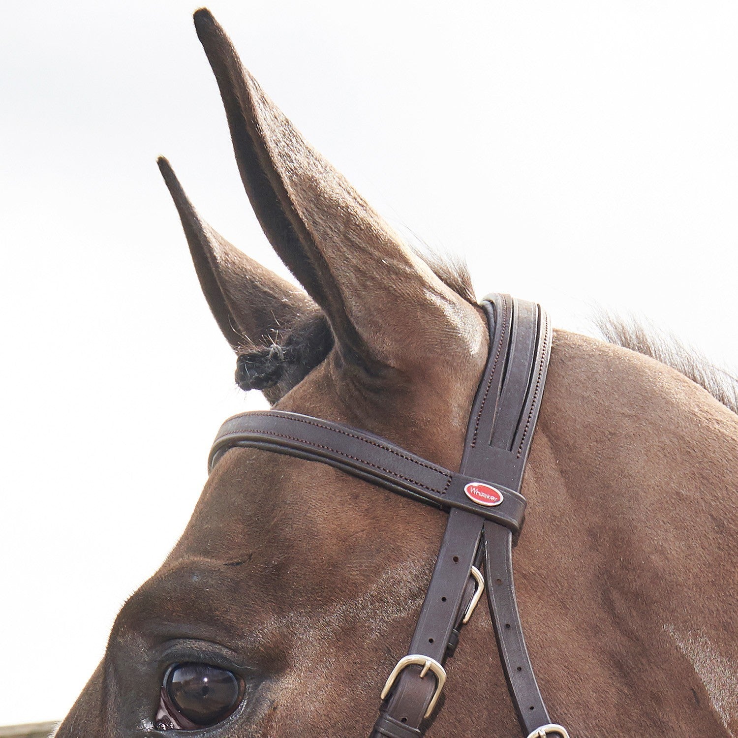 Picture of Whitaker Ready to Ride Snaffle Bridle   , 2 Colours, 4 Sizes