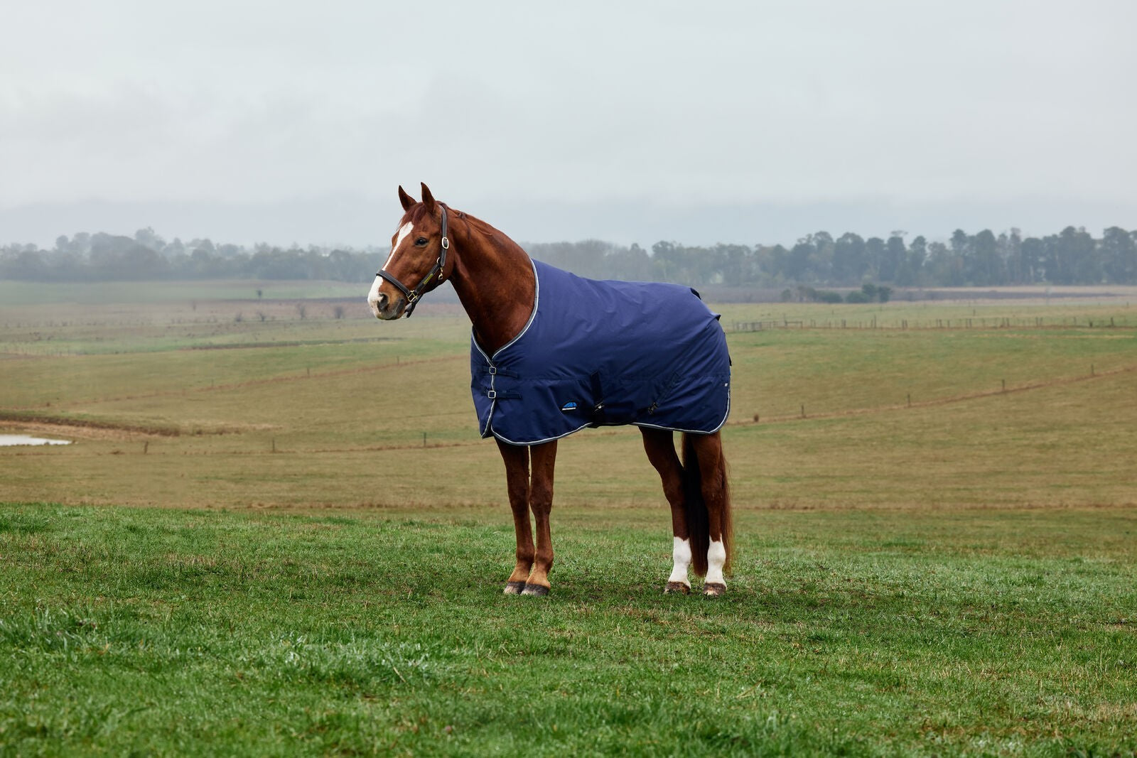 Picture of WEATHERBEETA COMFITEC TYRO 220G HORSE TURNOUT RUG, STANDARD NECK, MEDIUMWEIGHT