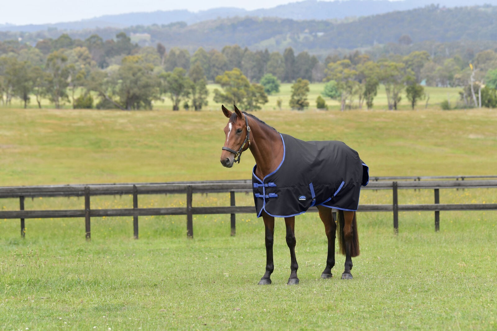 Picture of WEATHERBEETA COMFITEC TYRO 220G HORSE TURNOUT RUG, STANDARD NECK, MEDIUMWEIGHT