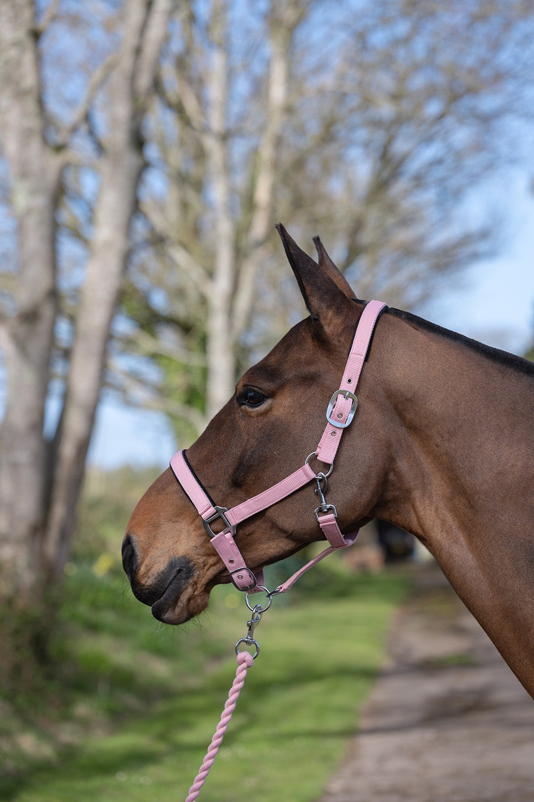 Picture of Rhinegold Sorbet Padded Headcollar And Luxe Leadrope Set, 3 Colours