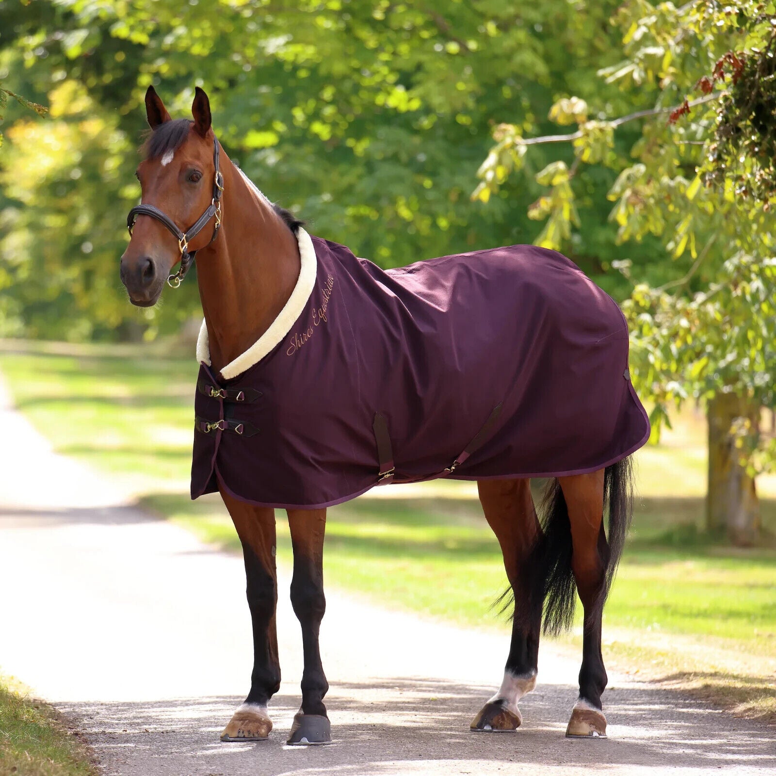 Picture of Shires Deluxe Stable Sheet Rug, Horse rug,  3 Colours,   5'6" - 7'3"