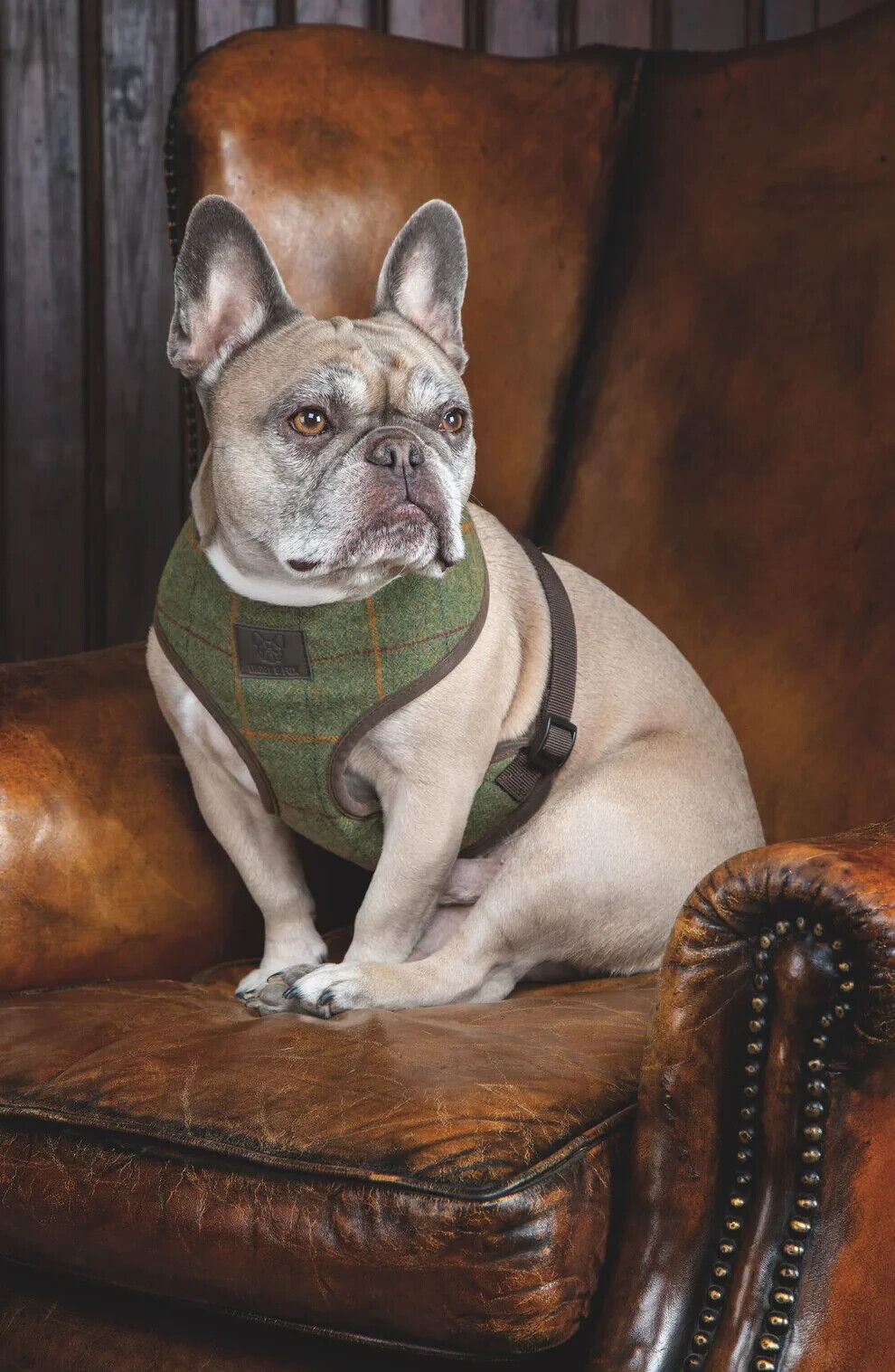Picture of Digby & Fox Tweed Dog Harness, 5 Sizes, 2 Colours