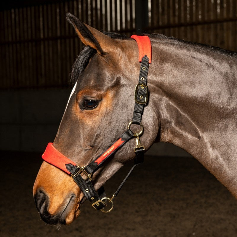 Picture of Whitaker Harewood Headcollar , Navy / Grey / Red, 2 Sizes