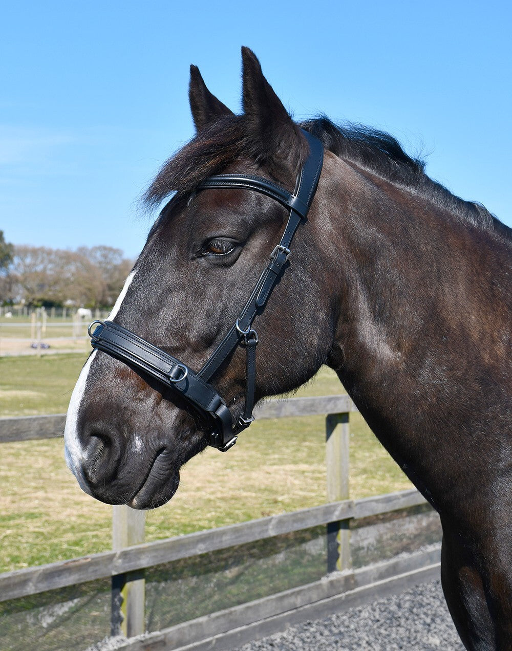 Picture of Rhinegold Leather Lunge Cavesson,  Black, 4 Sizes