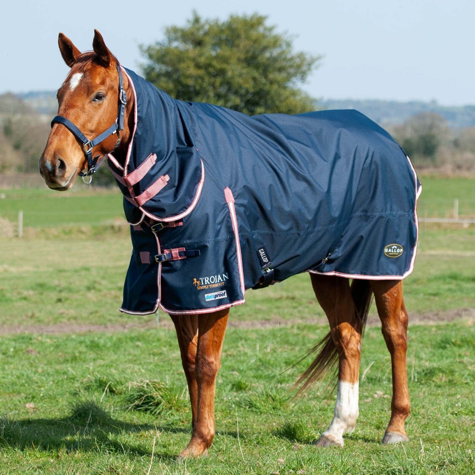 Picture of Gallop Trojan Duraproof 50g Horse Turnout Rug, Full Neck Combo Lightweight Rug