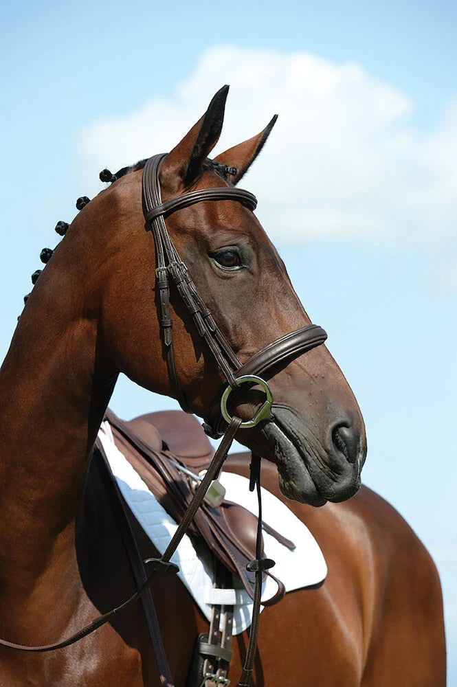Picture of Collegiate Syntovia+ Padded Raised Cavesson Bridle, Black or Brown, 4 Sizes.