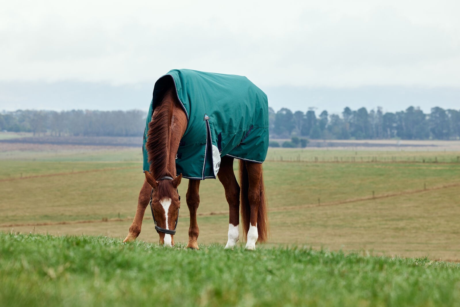Picture of WEATHERBEETA COMFITEC PLUS DYNAMIC 220G HORSE TURNOUT RUG, HIGH NECK, 1200D