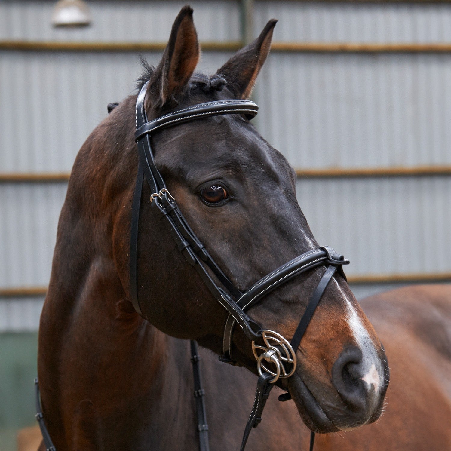 Picture of Whitaker Eastwood Raised Flash Snaffle Bridle with Reins  , 2 Colours, 3 Sizes