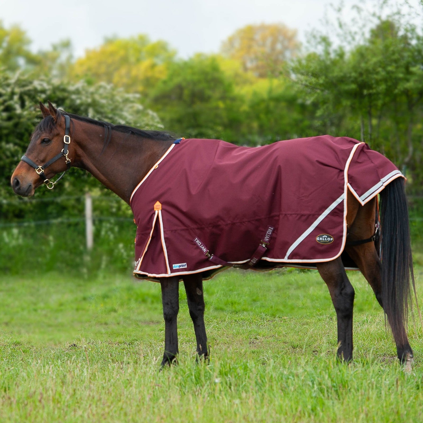 Picture of Gallop Trojan Xtra Duraproof 100G Lightweight 1200 Denier Horse Turnout Rug