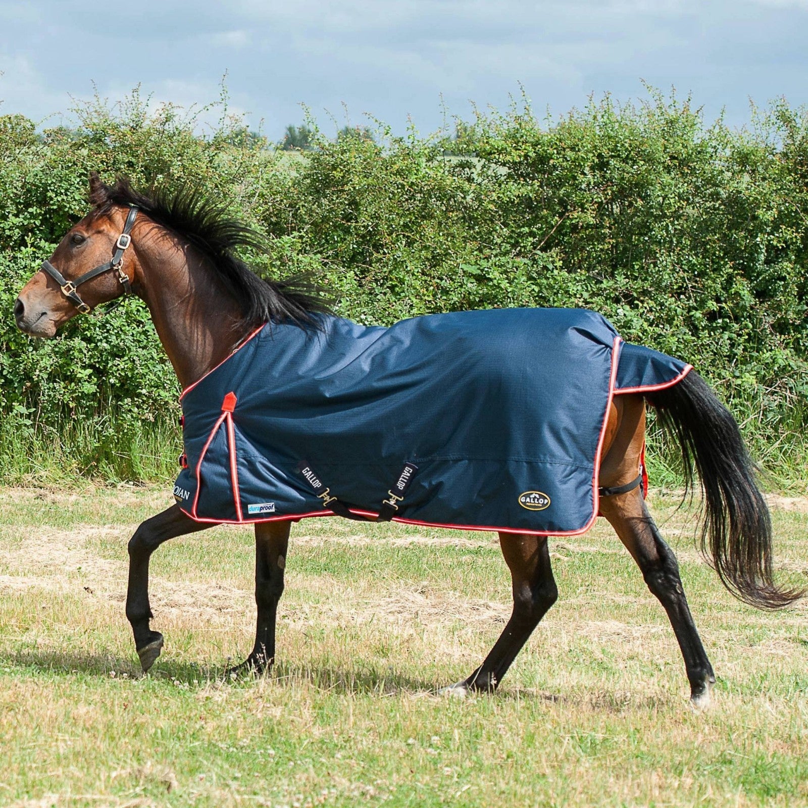 Picture of Gallop Trojan / Ponie Duraproof 200g Horse Turnout Rug Std Neck Mediumweight Rug