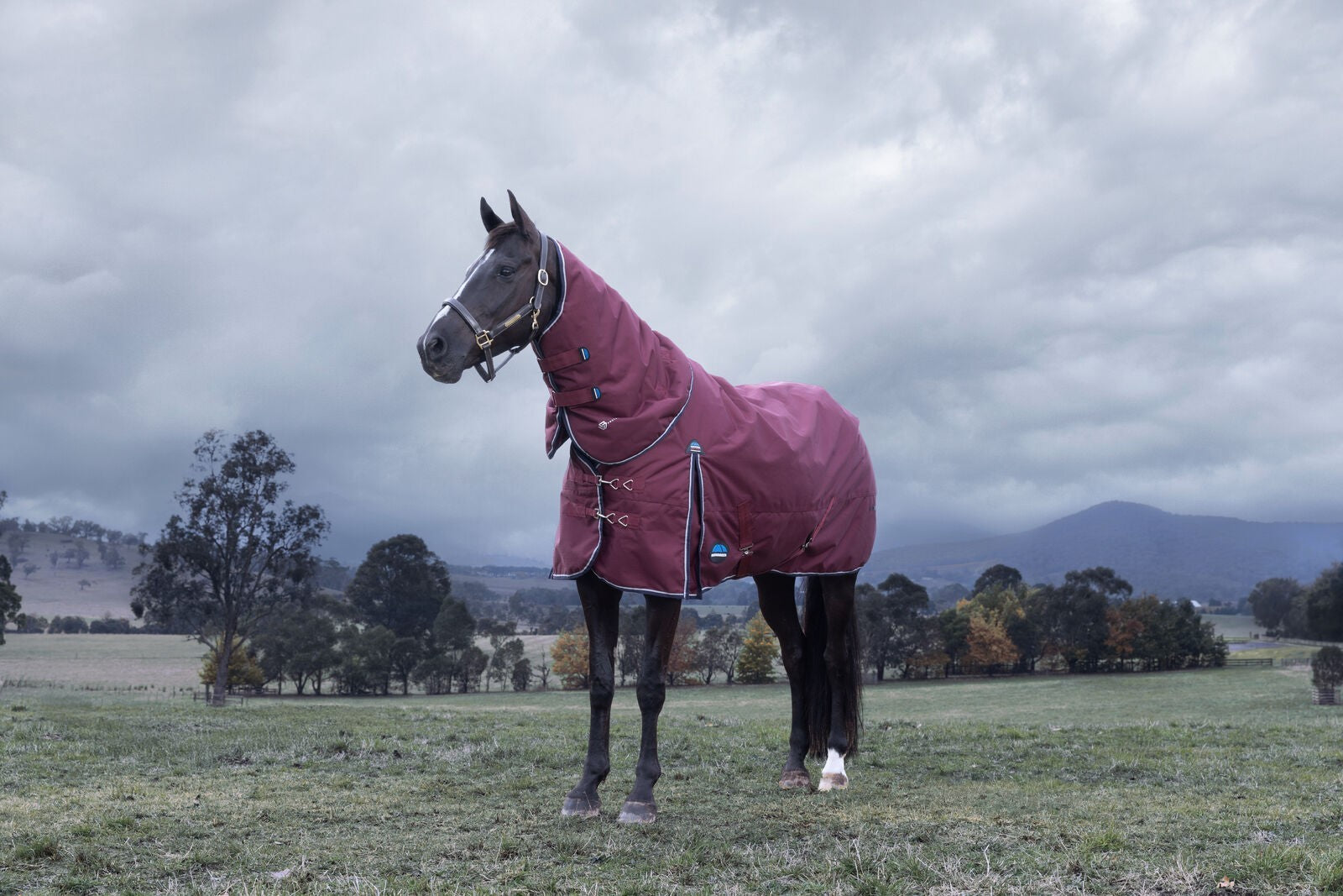 Picture of WEATHERBEETA COMFITEC ESSENTIAL 50g HORSE TURNOUT RUG, DETACH-A-NECK