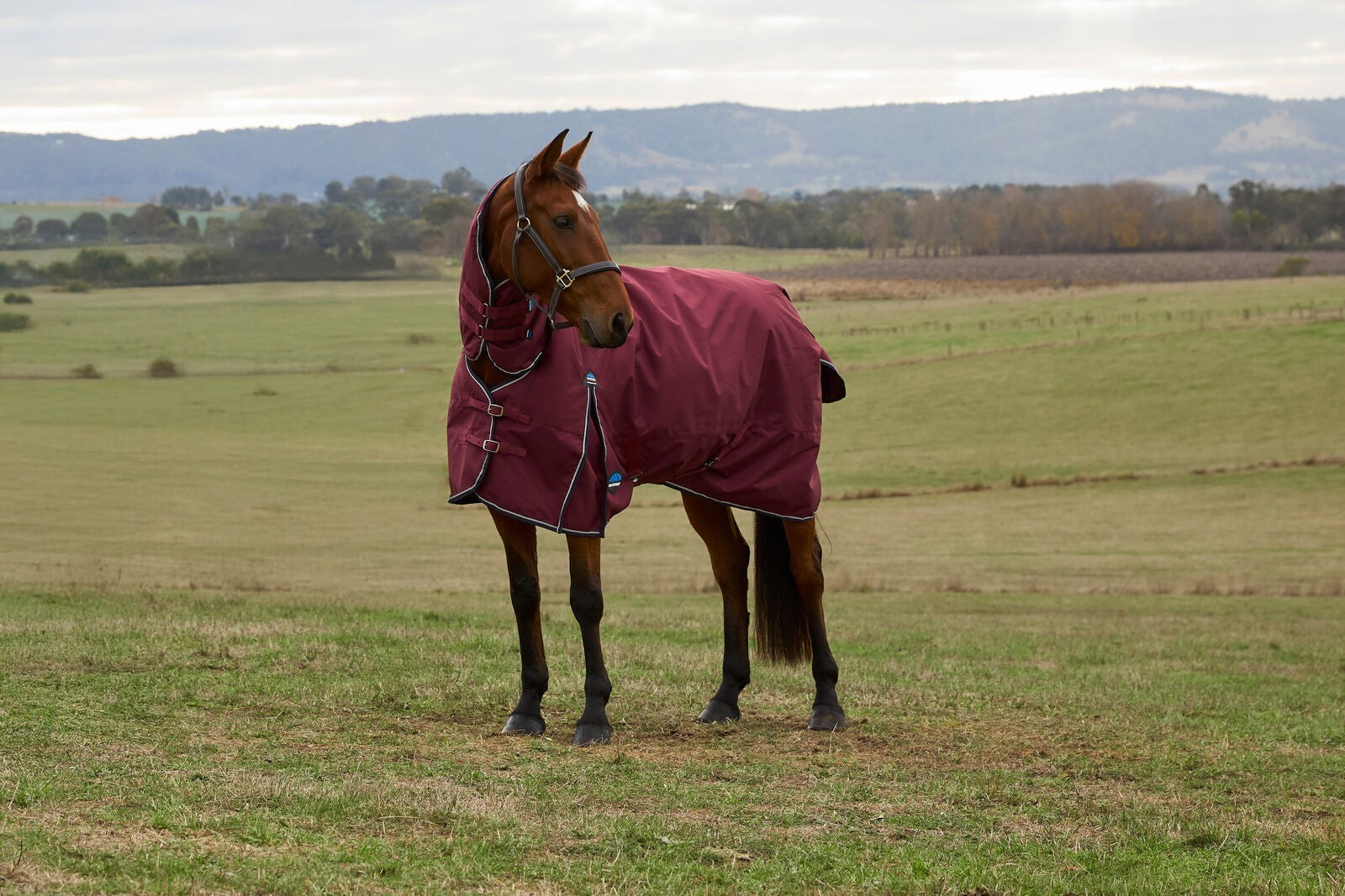 Picture of WEATHERBEETA COMFITEC PRELIM 0G HORSE TURNOUT RUG, FULL NECK COMBO, LIGHTWEIGHT