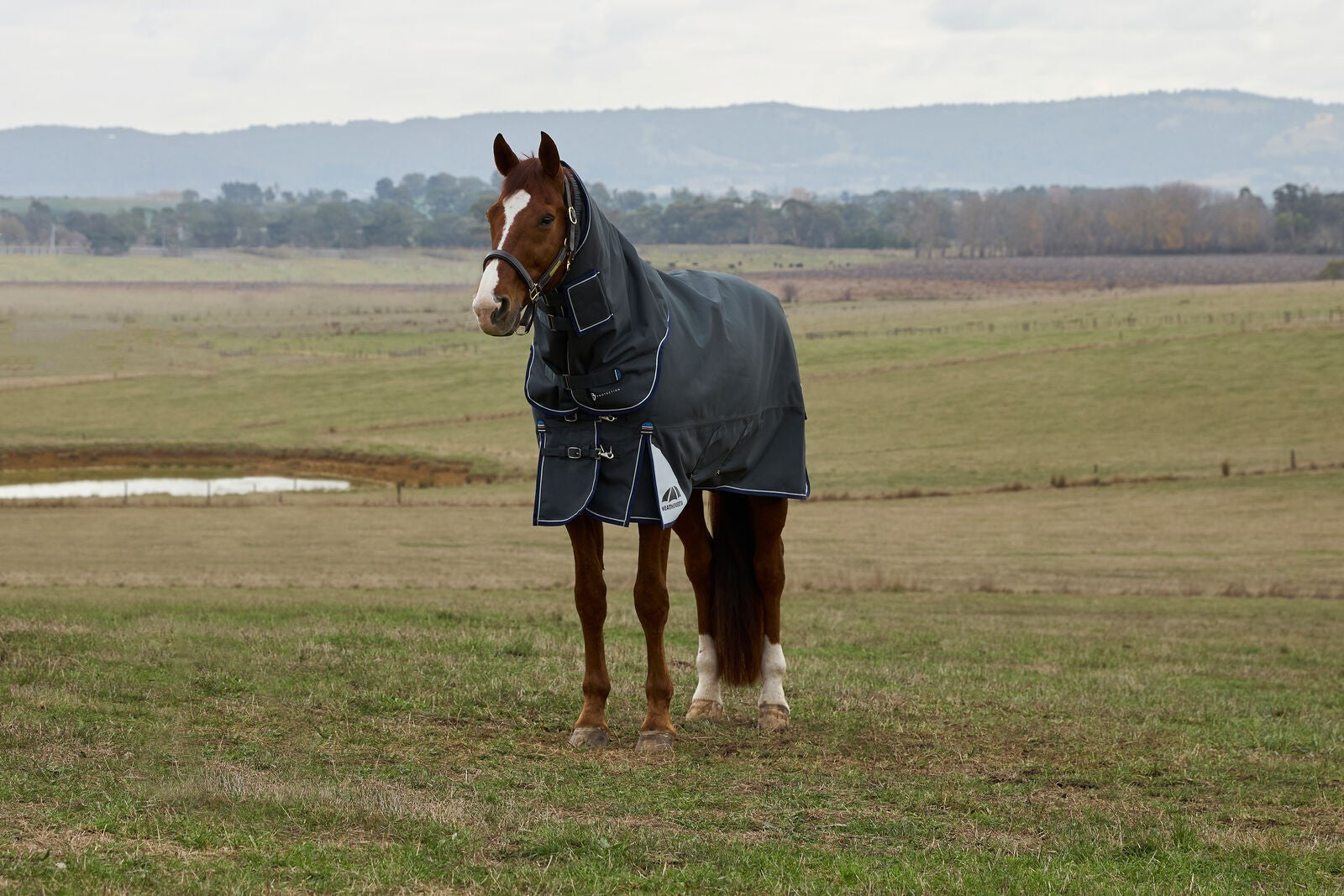 Picture of WEATHERBEETA COMFITEC ULTRA 100G TURNOUT RUG, DETACH-A-NECK, LIGHTWEIGHT