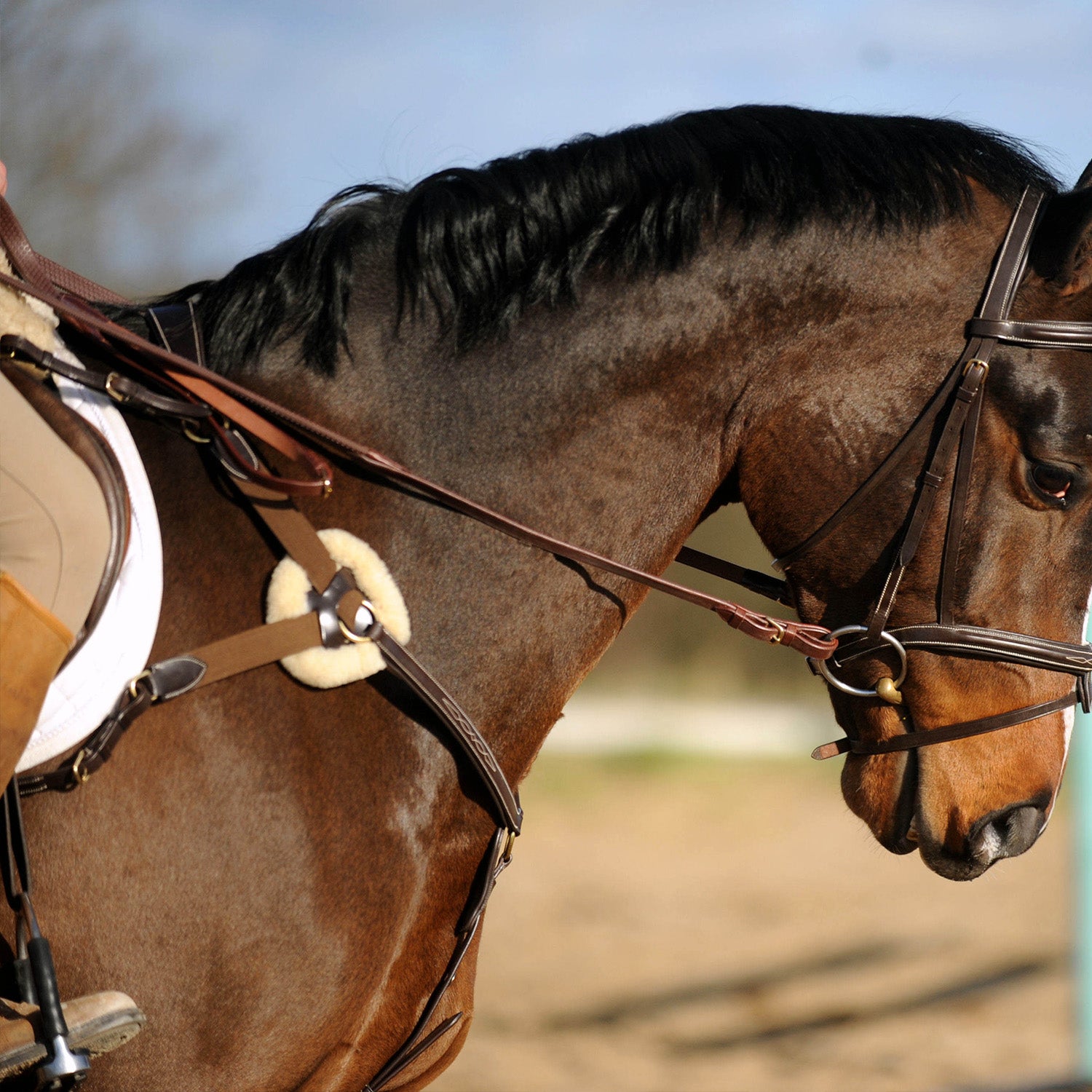 Whitaker Valencia 5 Point Breastplate , 2 Colours, 3 Sizes