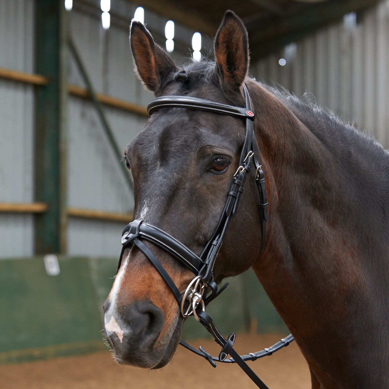 Whitaker Eastwood Crank Snaffle Bridle with Reins, 2 Colours, 3 Sizes
