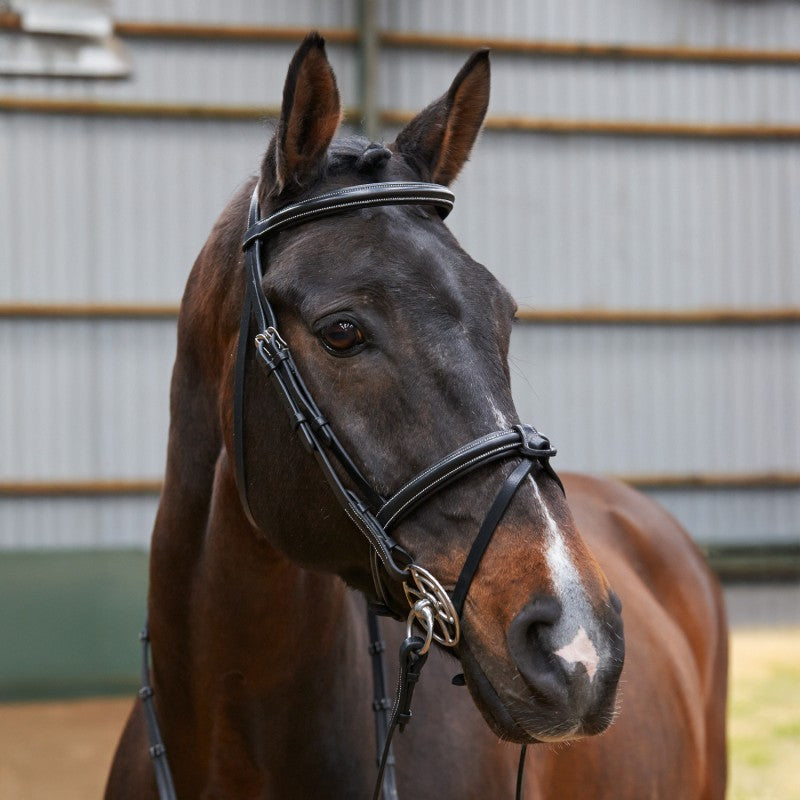 Whitaker Eastwood Raised Flash Snaffle Bridle with Reins  , 2 Colours, 3 Sizes