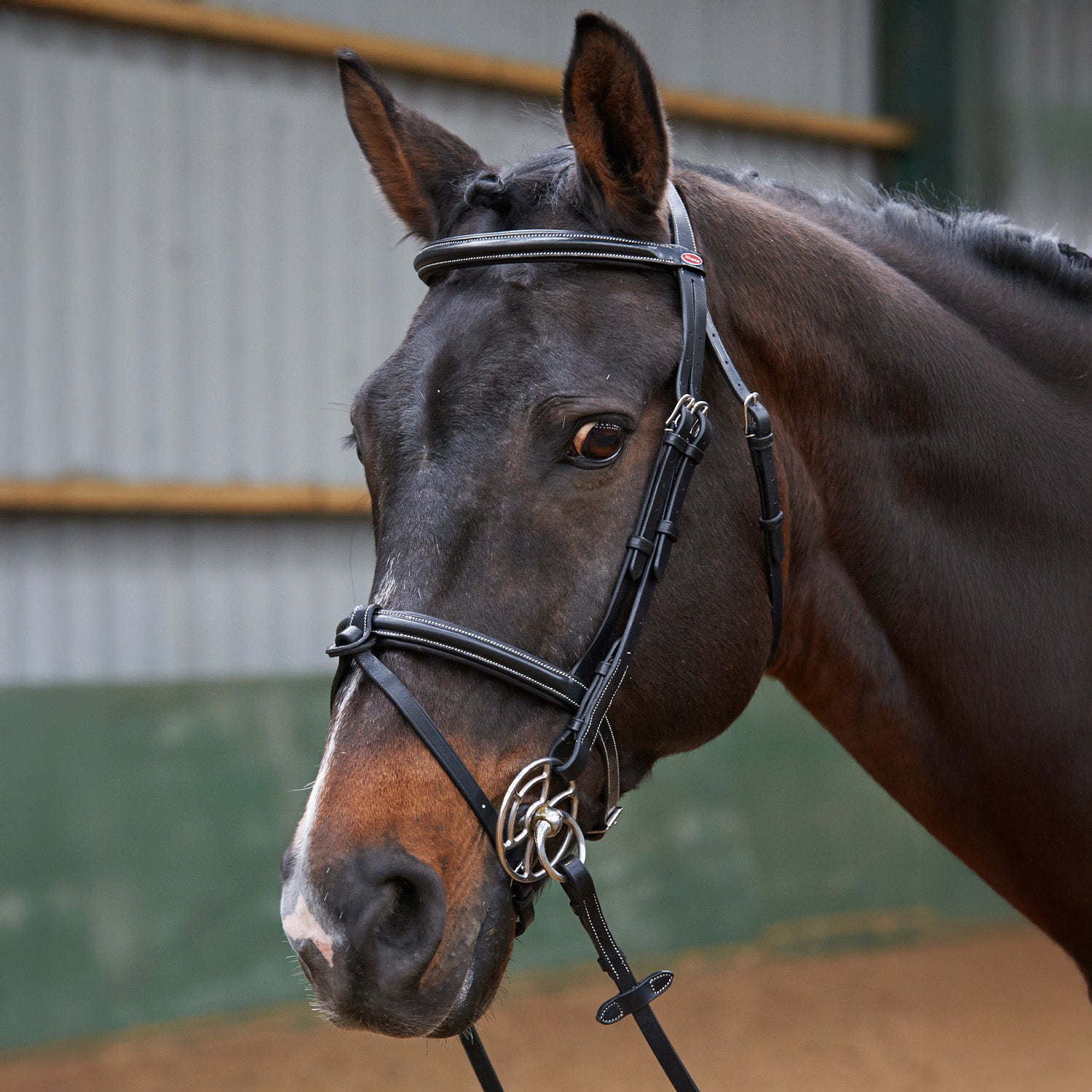 Whitaker Eastwood Raised Flash Snaffle Bridle with Reins  , 2 Colours, 3 Sizes