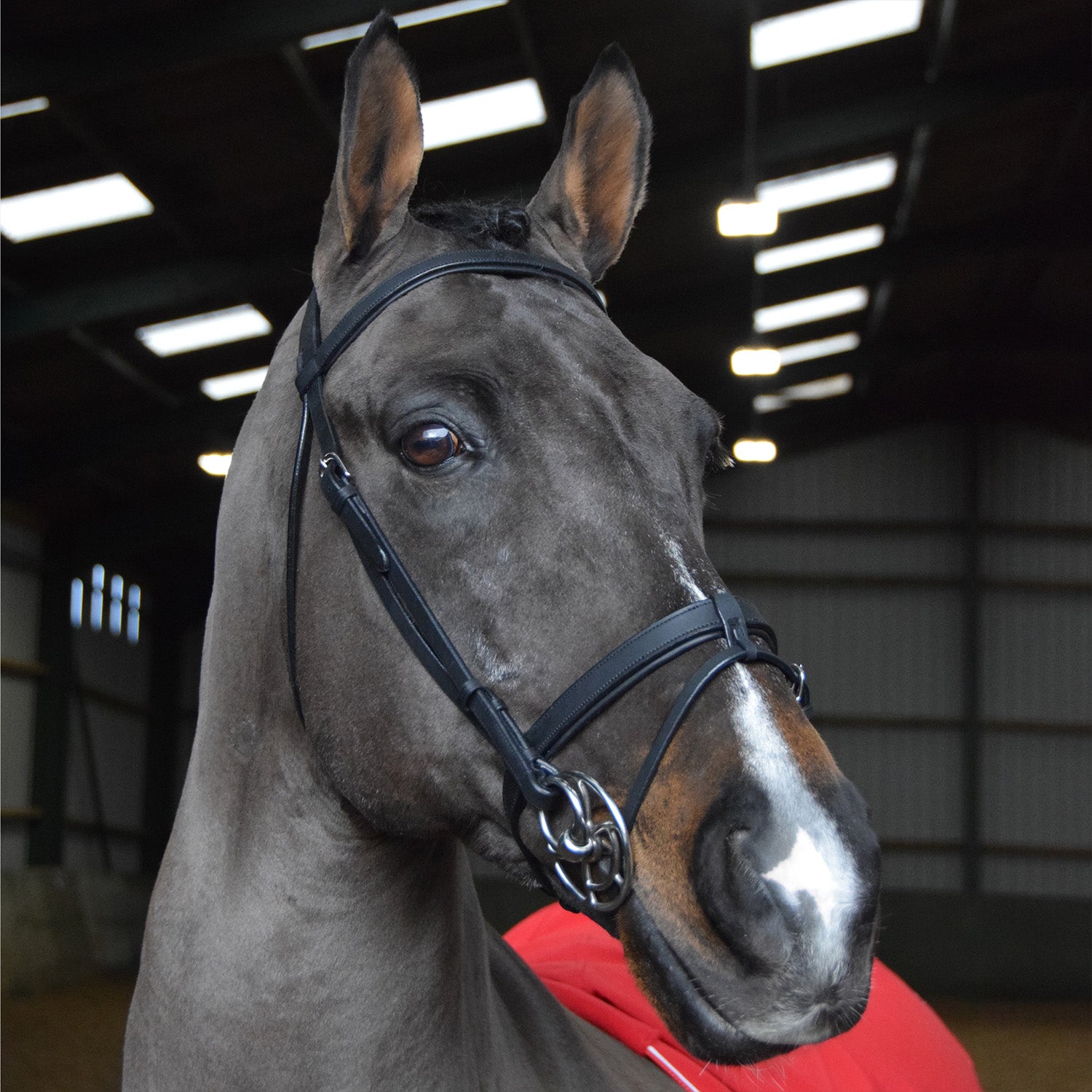 Whitaker Ready to Ride Snaffle Bridle   , 2 Colours, 4 Sizes